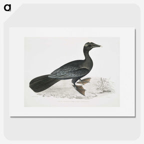 2-43_Indian-Zoology_picture