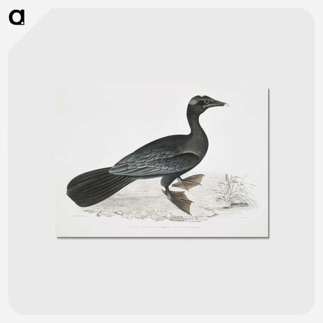 2-43_Indian-Zoology_postcard