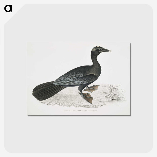 2-43_Indian-Zoology_postcard