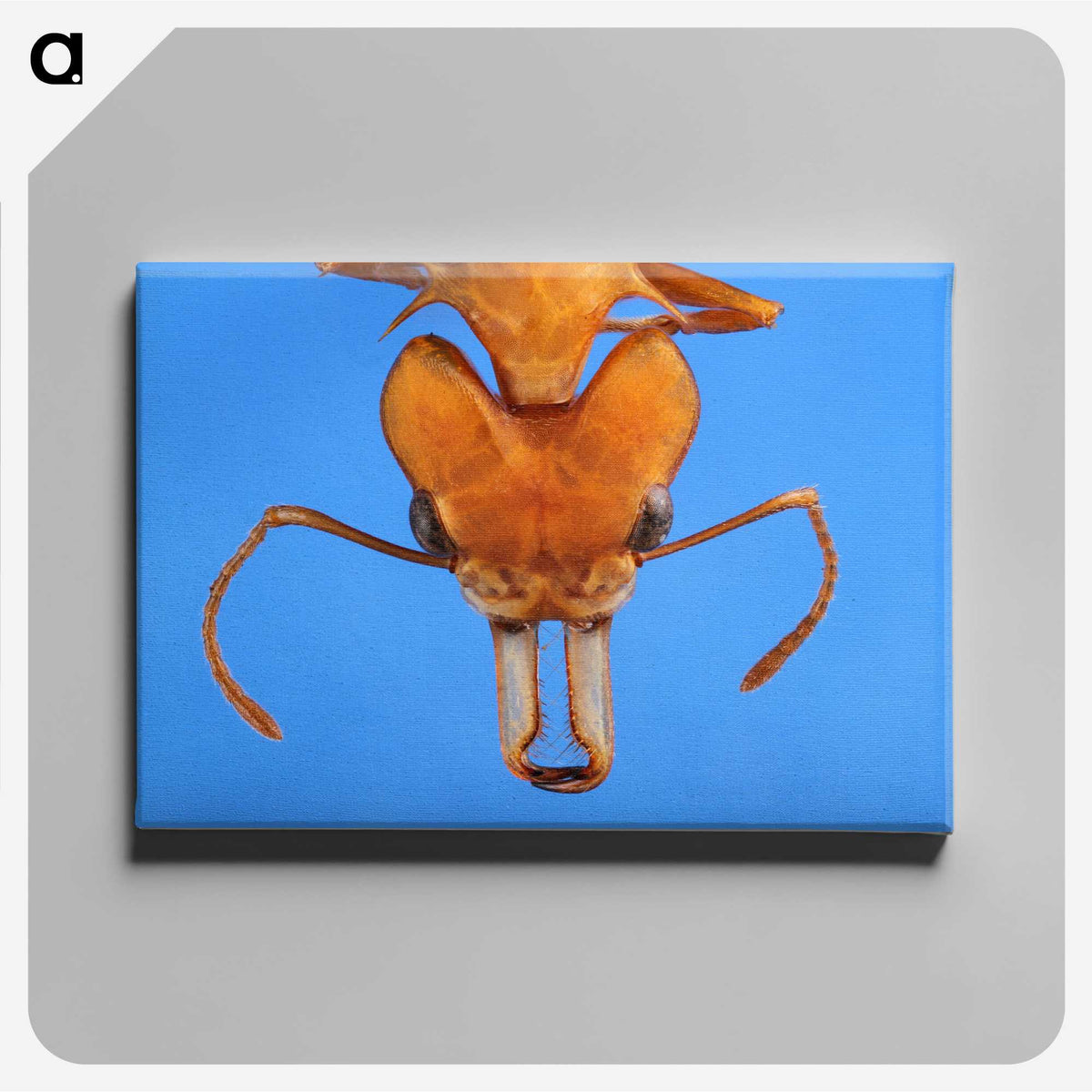 2-43_Insects-Unlocked-Project_canvas