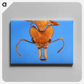 2-43_Insects-Unlocked-Project_canvas