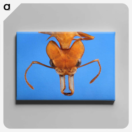 2-43_Insects-Unlocked-Project_canvas