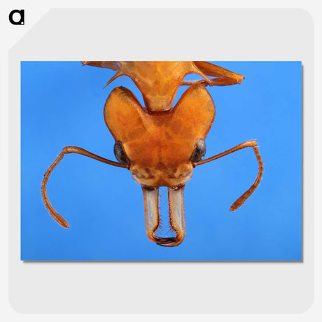 2-43_Insects-Unlocked-Project_picture-crop
