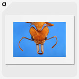 2-43_Insects-Unlocked-Project_picture