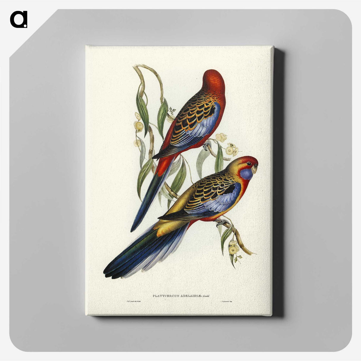 2-43_John-Gould_canvas