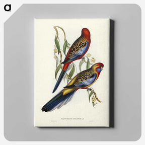 2-43_John-Gould_canvas