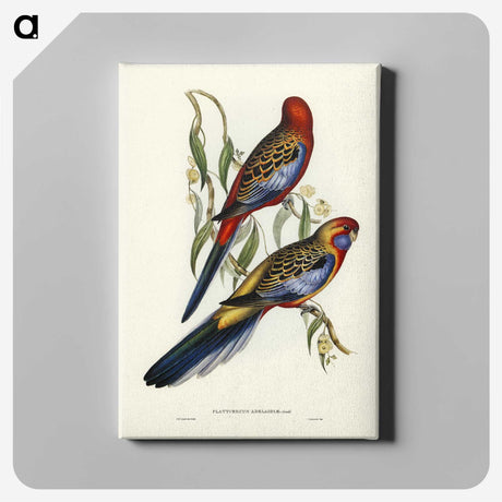 2-43_John-Gould_canvas