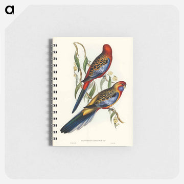 Adelaide Parakeet
 - ジョン グールド Memo.