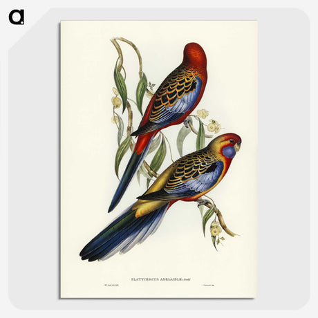 2-43_John-Gould_picture-crop