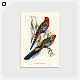 アートポストカード-Adelaide Parakeet
 - ジョン グールド Postcard.