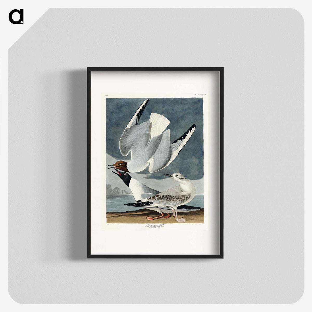 2-43_John-James-Audubon_blk