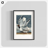 2-43_John-James-Audubon_blk