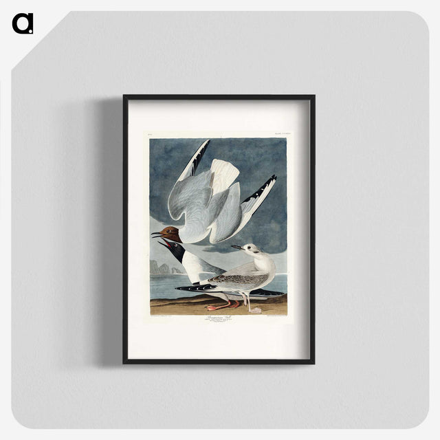 2-43_John-James-Audubon_blk