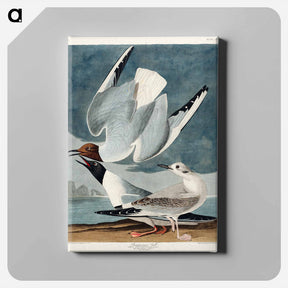 アートパネル-Bonapartian Gull
 - ジョン ジェームス オーデュボン Canvas.