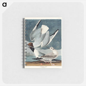 アートメモ帳-Bonapartian Gull
 - ジョン ジェームス オーデュボン Memo.