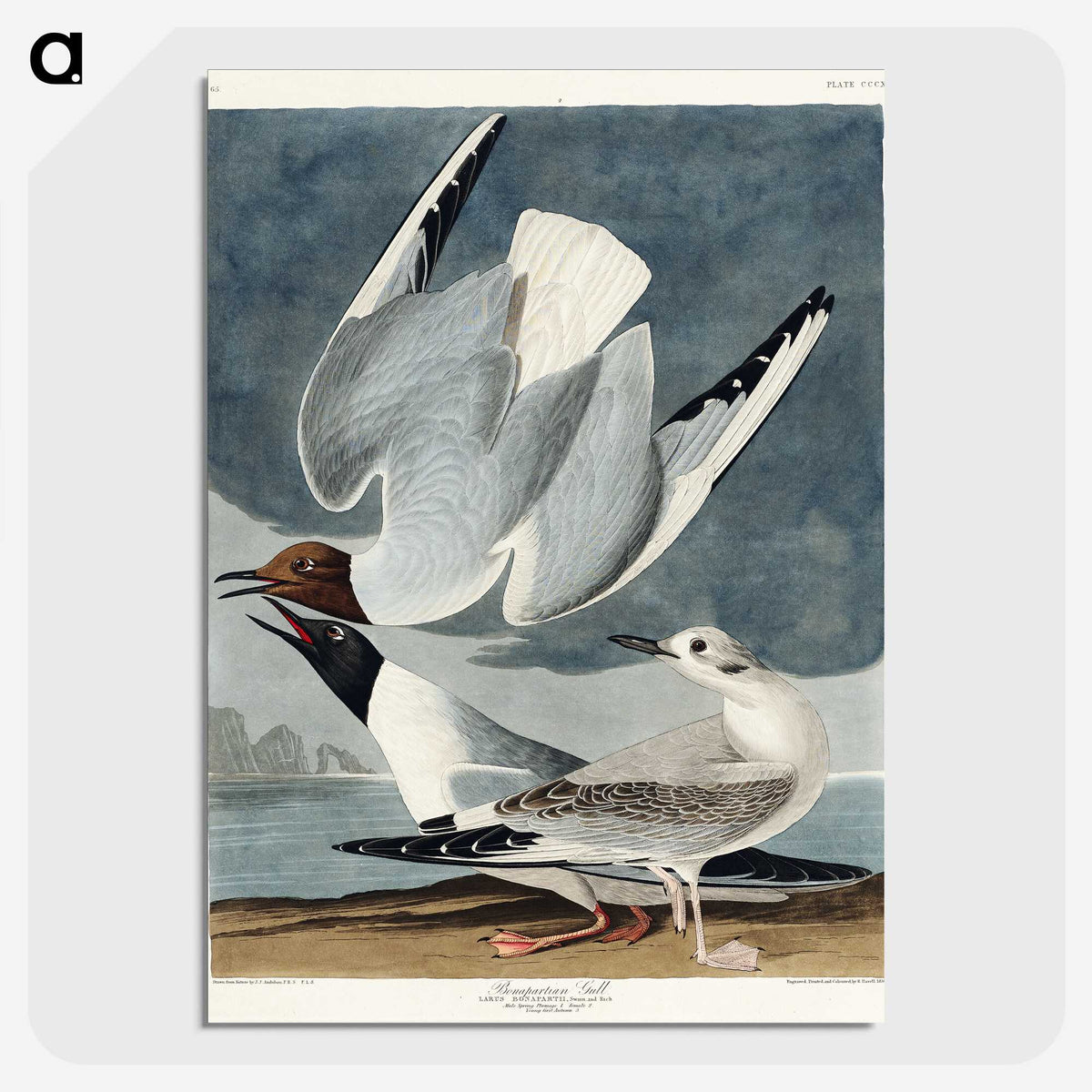 2-43_John-James-Audubon_picture-crop