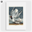 2-43_John-James-Audubon_picture