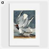 2-43_John-James-Audubon_picture