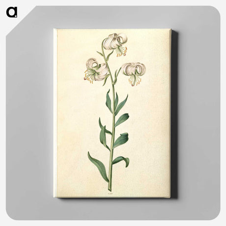 2-43_Maria-Sibylla-Merian_canvas