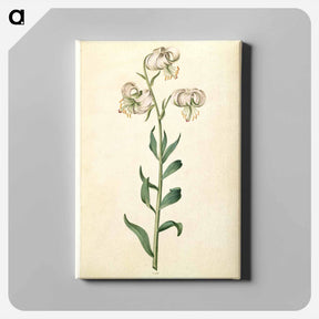 アートパネル-Lilium Martagon
 - マリア ジビーラ メーリアン Canvas.