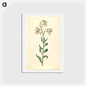 アートポストカード-Lilium Martagon
 - マリア ジビーラ メーリアン Postcard.