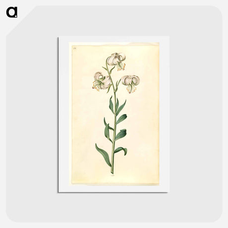 アートポストカード-Lilium Martagon
 - マリア ジビーラ メーリアン Postcard.