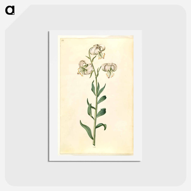 アートポストカード-Lilium Martagon
 - マリア ジビーラ メーリアン Postcard.