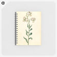 2-43_Maria-Sibylla-Merian_memo