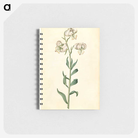 2-43_Maria-Sibylla-Merian_memo