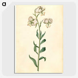2-43_Maria-Sibylla-Merian_picture-crop