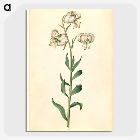 2-43_Maria-Sibylla-Merian_picture-crop