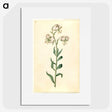 2-43_Maria-Sibylla-Merian_picture