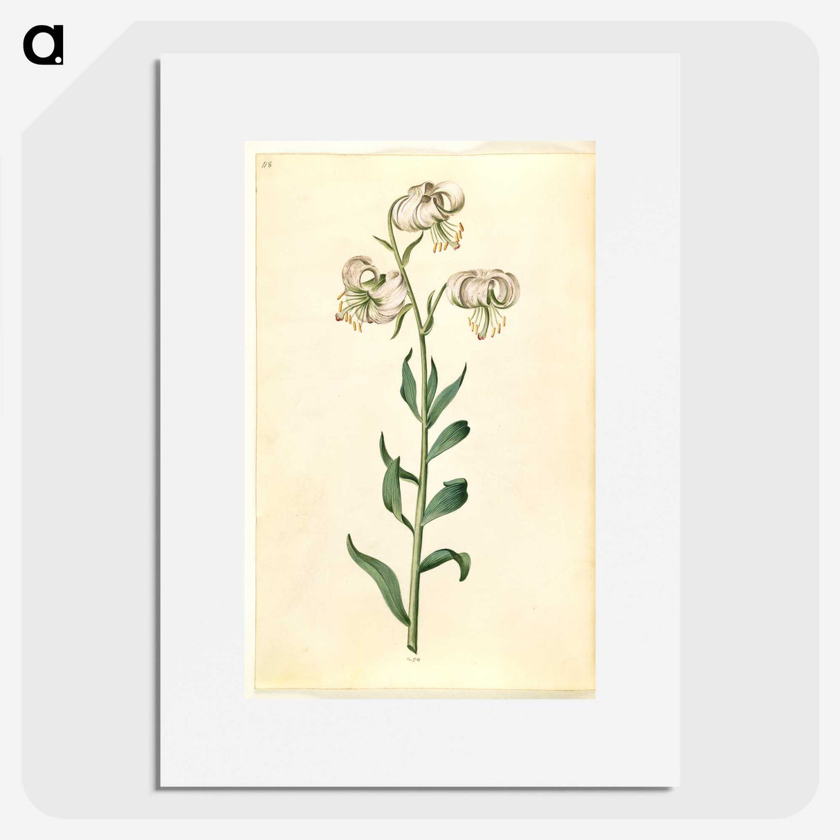 2-43_Maria-Sibylla-Merian_picture