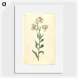 2-43_Maria-Sibylla-Merian_picture