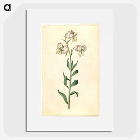 2-43_Maria-Sibylla-Merian_picture