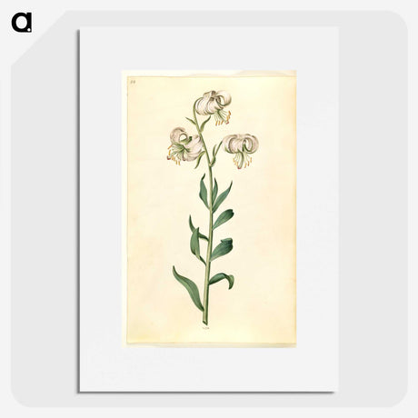 2-43_Maria-Sibylla-Merian_picture
