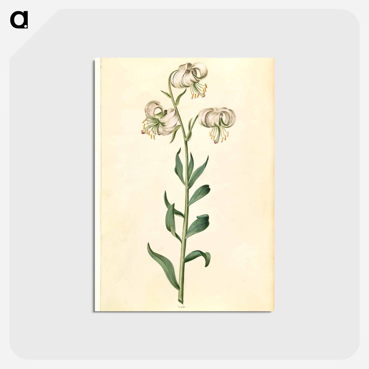 アートポストカード-Lilium Martagon
 - マリア ジビーラ メーリアン Postcard.