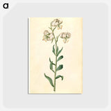 アートポストカード-Lilium Martagon
 - マリア ジビーラ メーリアン Postcard.