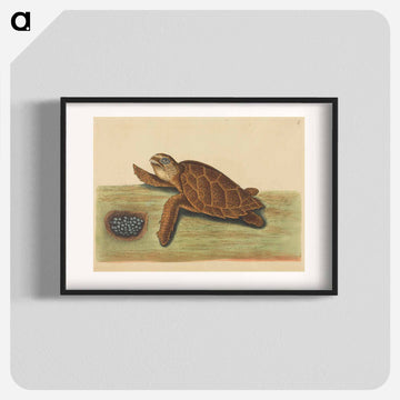 Hawks-bill Turtle
 - マーク ケイツビー Poster.