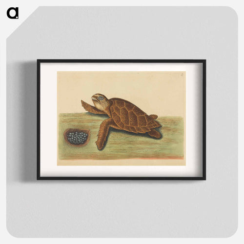 Hawks-bill Turtle
 - マーク ケイツビー Poster.