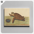 2-43_Mark-Catesby_canvas