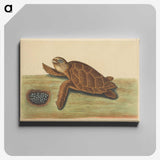 2-43_Mark-Catesby_canvas