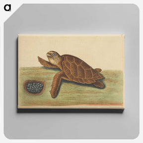 2-43_Mark-Catesby_canvas