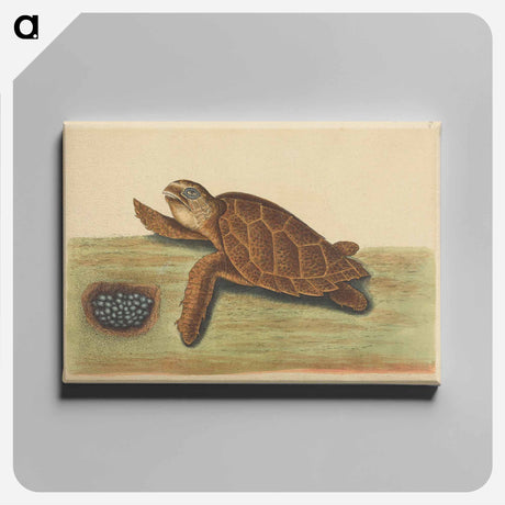 アートパネル-Hawks-bill Turtle
 - マーク ケイツビー Canvas.