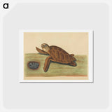 アートポストカード-Hawks-bill Turtle
 - マーク ケイツビー Postcard.