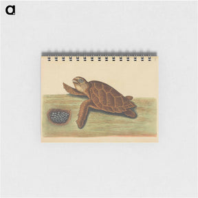 アートメモ帳-Hawks-bill Turtle
 - マーク ケイツビー Memo.