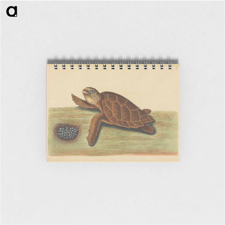 アートメモ帳-Hawks-bill Turtle
 - マーク ケイツビー Memo.