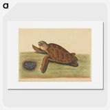 2-43_Mark-Catesby_picture