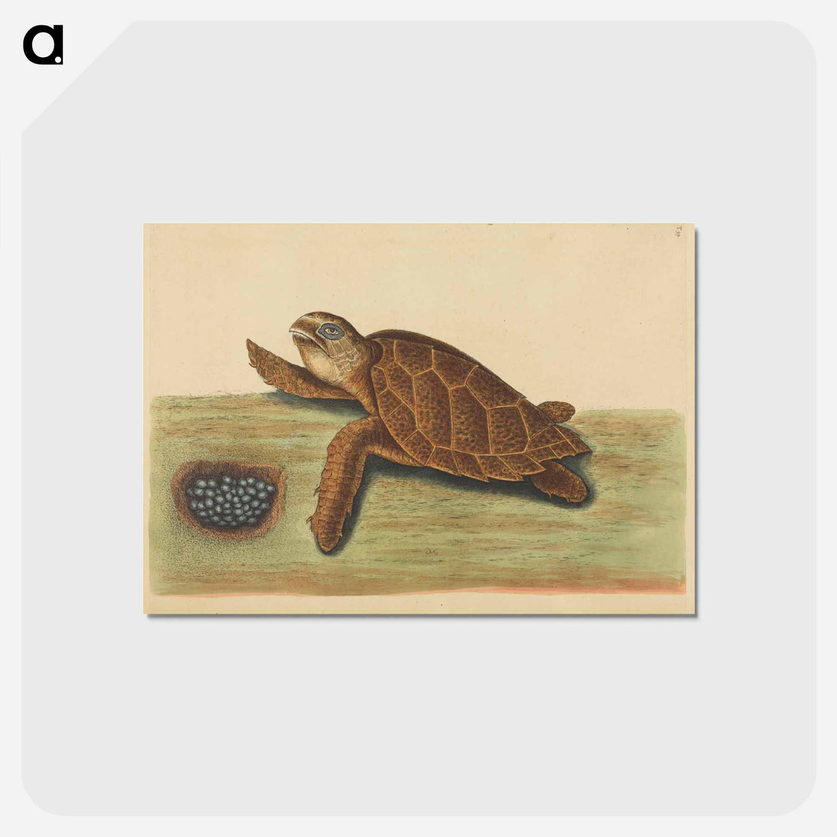 アートポストカード-Hawks-bill Turtle
 - マーク ケイツビー Postcard.