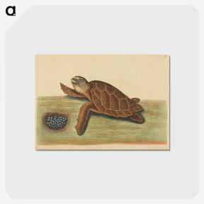 2-43_Mark-Catesby_postcard
